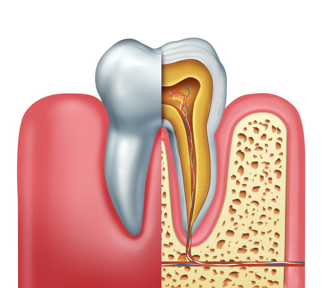 Illustration of a tooth cross section showing nerves and roots